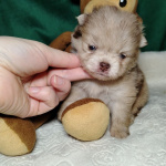 Потрясающие щенки померанского шпица: магия окраса мерле!