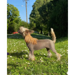 Китайская хохлатая собака — щенки на продажу