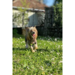 Китайская хохлатая собака — щенки на продажу