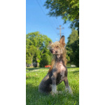 Китайская хохлатая собака — щенки на продажу