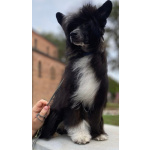 Китайская хохлатая собака — щенки на продажу