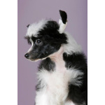 Китайская хохлатая собака — щенки на продажу