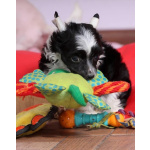 Китайская хохлатая собака — щенки на продажу