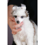 Китайская хохлатая собака — щенки на продажу