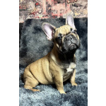 Кабели французского бульдога