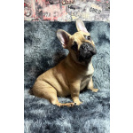 Кабели французского бульдога