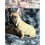 Кабели французского бульдога