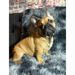 Кабели французского бульдога