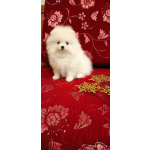 Красивые белые щенки померанский шпиц с доставкой