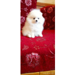 Красивые белые щенки померанский шпиц с доставкой