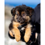 Щенки ищут тёплый дом и любящее сердце!