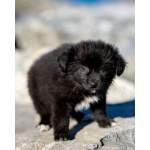 Щенки ищут тёплый дом и любящее сердце!