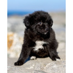 Щенки ищут тёплый дом и любящее сердце!