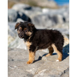 Щенки ищут тёплый дом и любящее сердце!