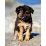 Щенки ищут тёплый дом и любящее сердце!