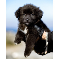 Щенки ищут тёплый дом и любящее сердце!