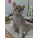 Котята от домашней кошки