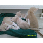 Котята от домашней кошки