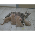 Котята от домашней кошки