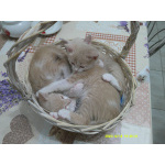 Котята от домашней кошки