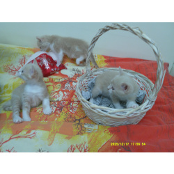 Котята от домашней кошки