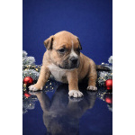 щенки американский булли