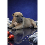 щенки американский булли