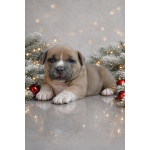 щенки американский булли