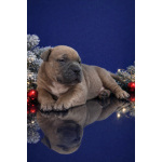 щенки американский булли