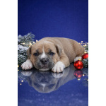 щенки американский булли