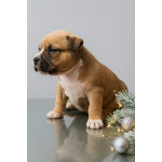 щенки американский булли