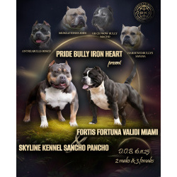 щенки американский булли