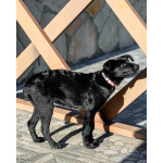 Маленькая Молли ищет свой дом!