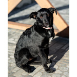 Маленькая Молли ищет свой дом!