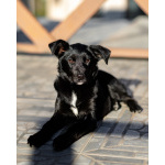 Маленькая Молли ищет свой дом!