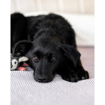 Маленькая Молли ищет свой дом!