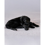 Маленькая Молли ищет свой дом!