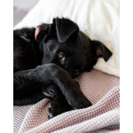 Маленькая Молли ищет свой дом!