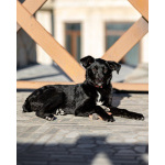 Маленькая Молли ищет свой дом!