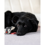 Маленькая Молли ищет свой дом!