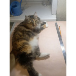 Домашняя трехцветная кошечка Дэлька в добрые руки