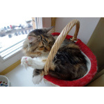 Домашняя трехцветная кошечка Дэлька в добрые руки