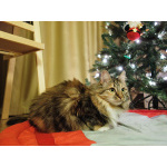 Домашняя трехцветная кошечка Дэлька в добрые руки