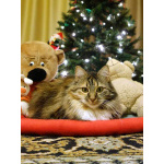 Домашняя трехцветная кошечка Дэлька в добрые руки