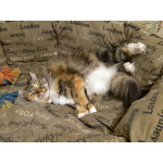 Домашняя трехцветная кошечка Дэлька в добрые руки