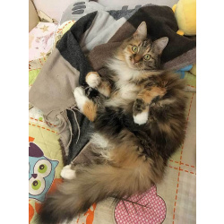 Домашняя трехцветная кошечка Дэлька в добрые руки