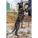 Спасённая со стройки Альма нуждается в любящих хозяевах!