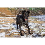 Спасённая со стройки Альма нуждается в любящих хозяевах!