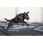 Спасённая со стройки Альма нуждается в любящих хозяевах!