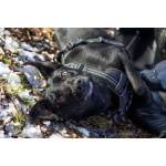 Спасённая со стройки Альма нуждается в любящих хозяевах!